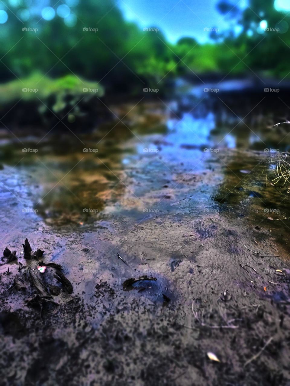 Mud at low tide in mangrove forest with brackish water