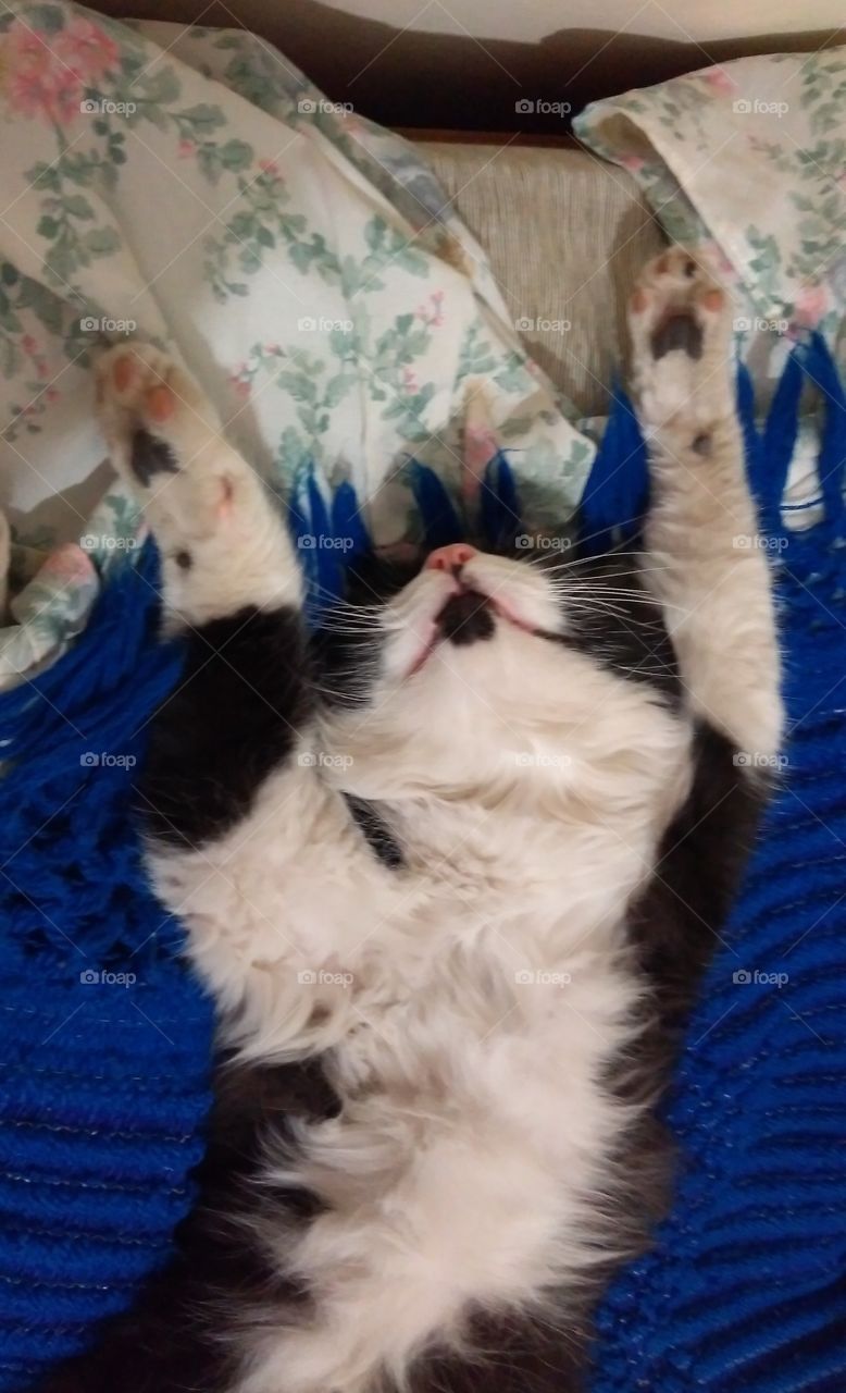 Gato blanco y negro durmiendo boca arriba con las patas estiradas