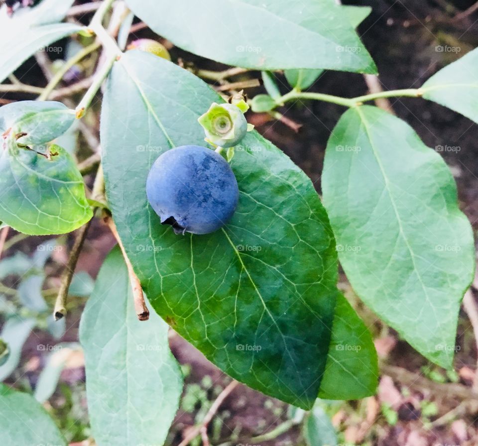 A lone perfect blueberry resting gently on a leaf in the South Georgia woods. 