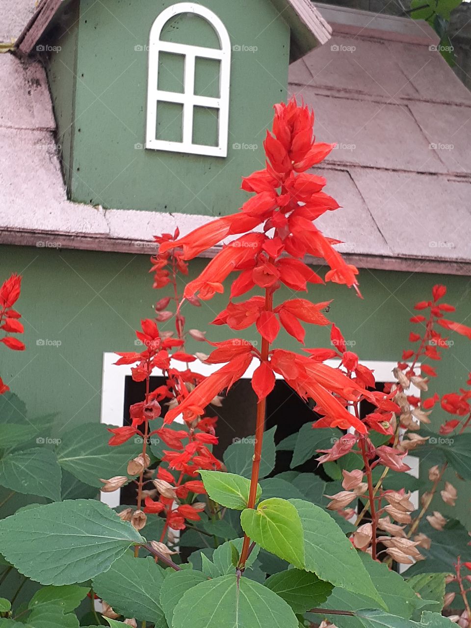 portrait  of a plant