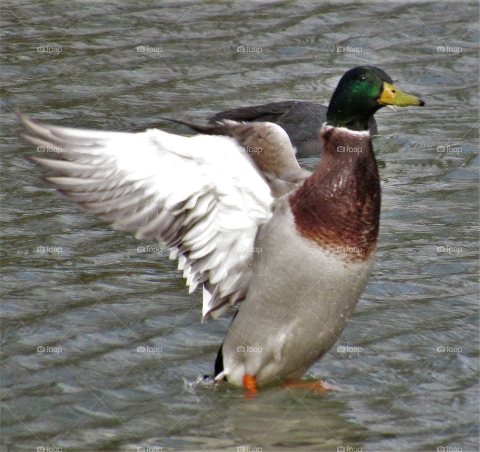 Wings and feathers