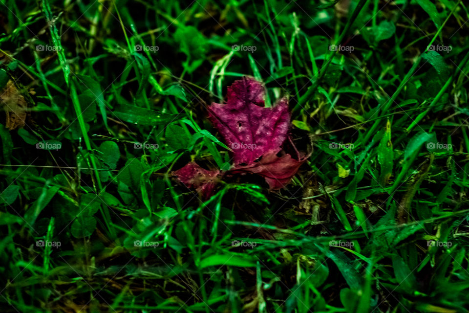 fallen leaf