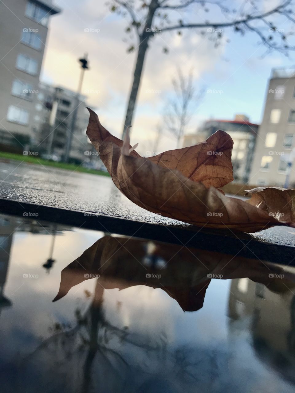 Close up on a autumn leaf 