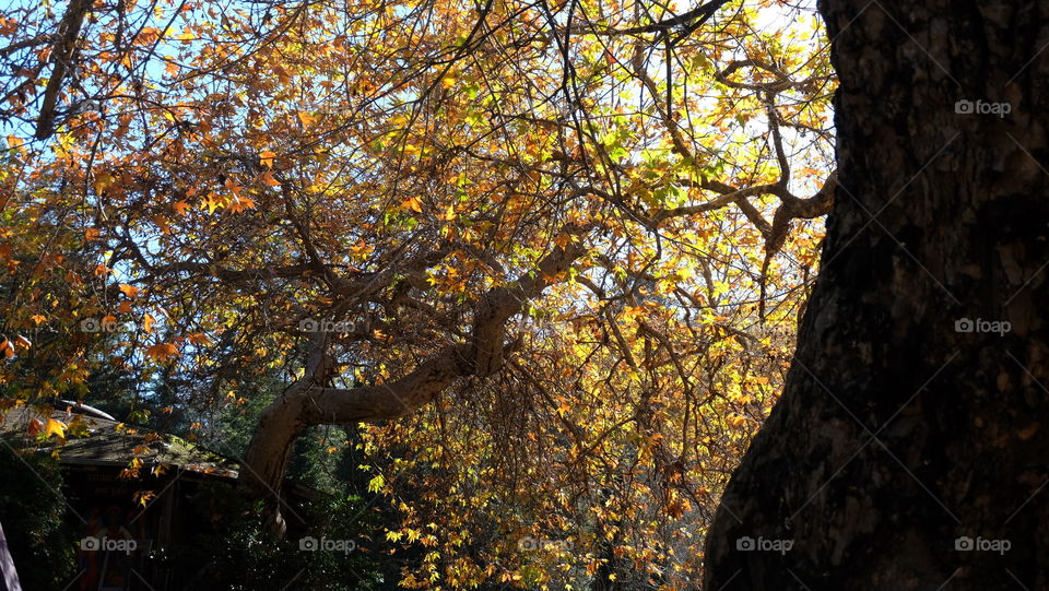 Autumn is here