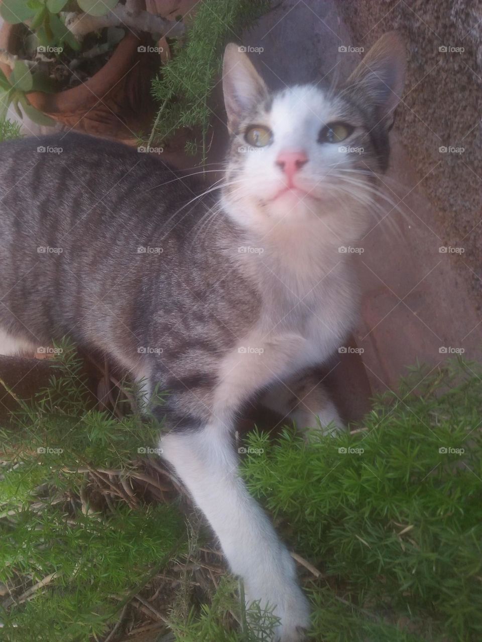 Beautiful cat looking at camera.