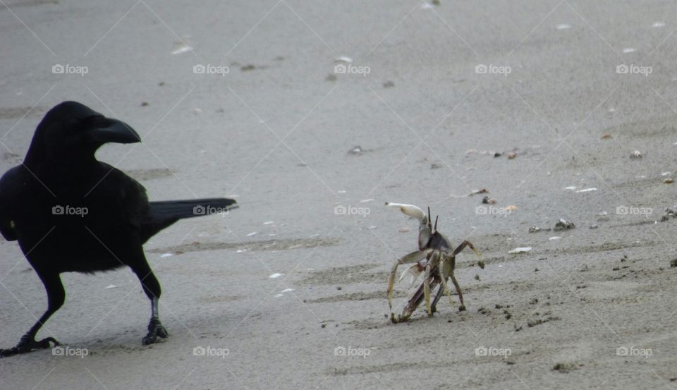 crab fihgt with crow