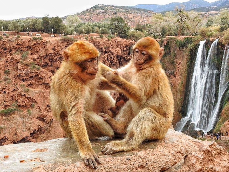 Monkies sitting on rock near water fall