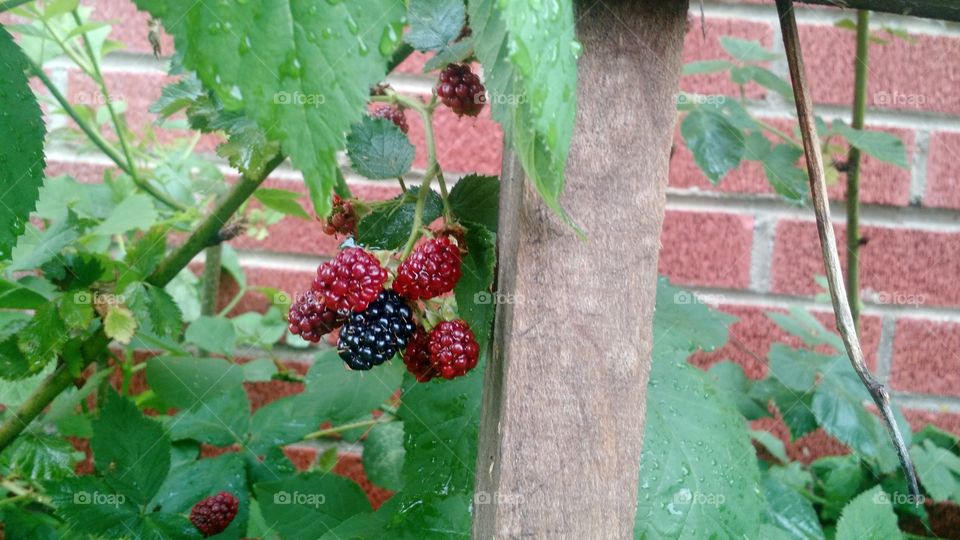Berries