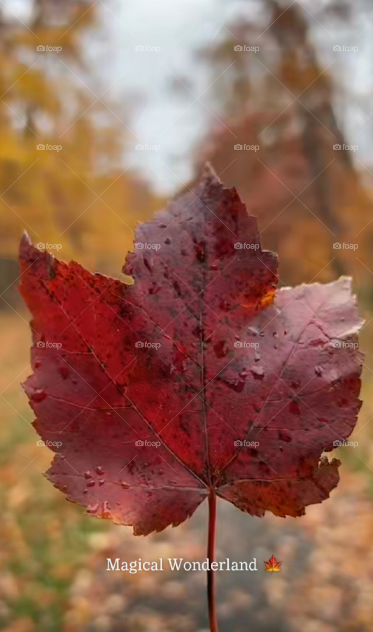 Autumn leaves beauty