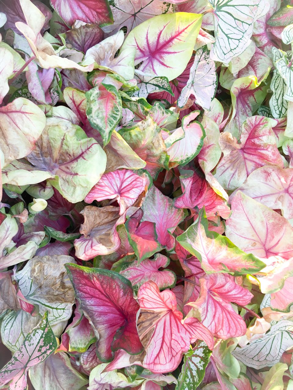 Pink and green leaves