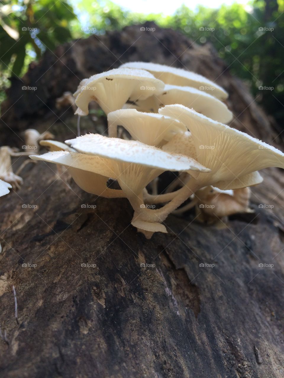 Fungi ...