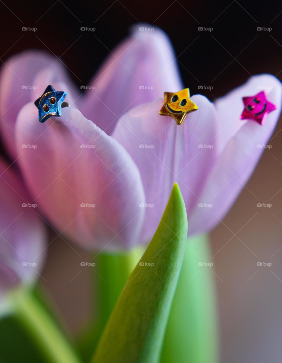 smiling stars tulip violet lilac kawaii