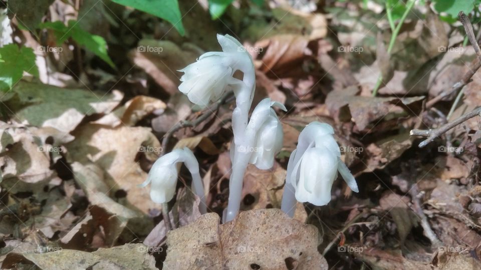 indian pipe flower