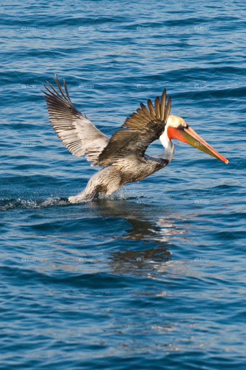 A pelican landing on the surface of the Pacific Ocean on a clear summer day