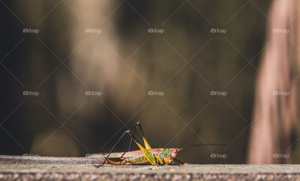 Grasshopper on ledge 