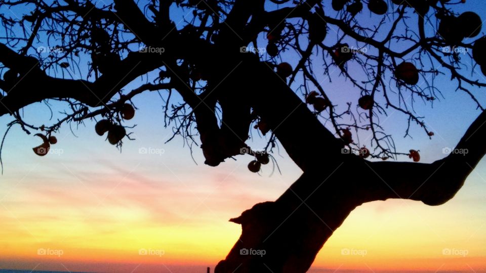 Beach tree