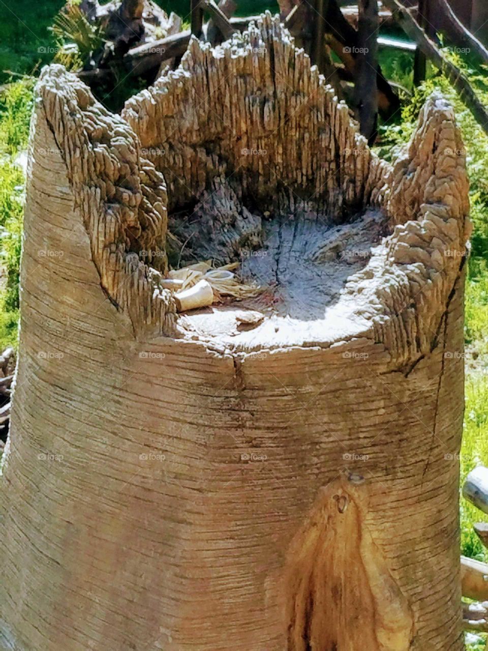 Tree Stump