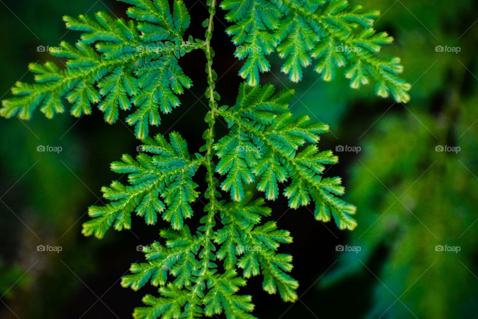 Beautiful fern near the jungle floor