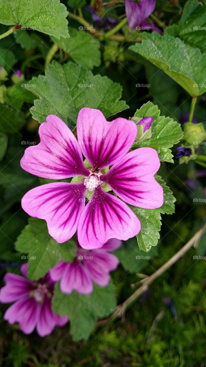 pretty purple flower closeup