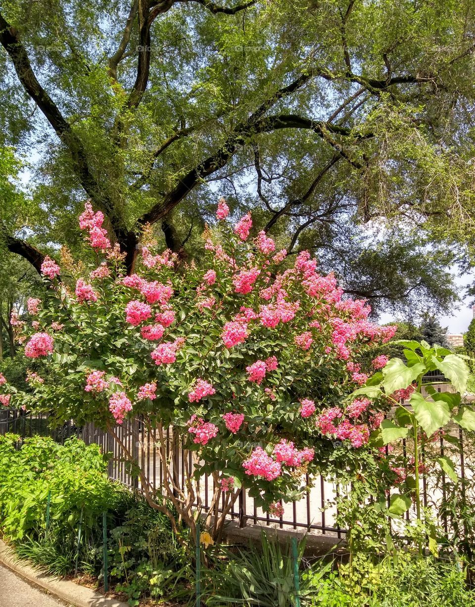 Pink Flowering Tree with Large Tree in Background NYC Park