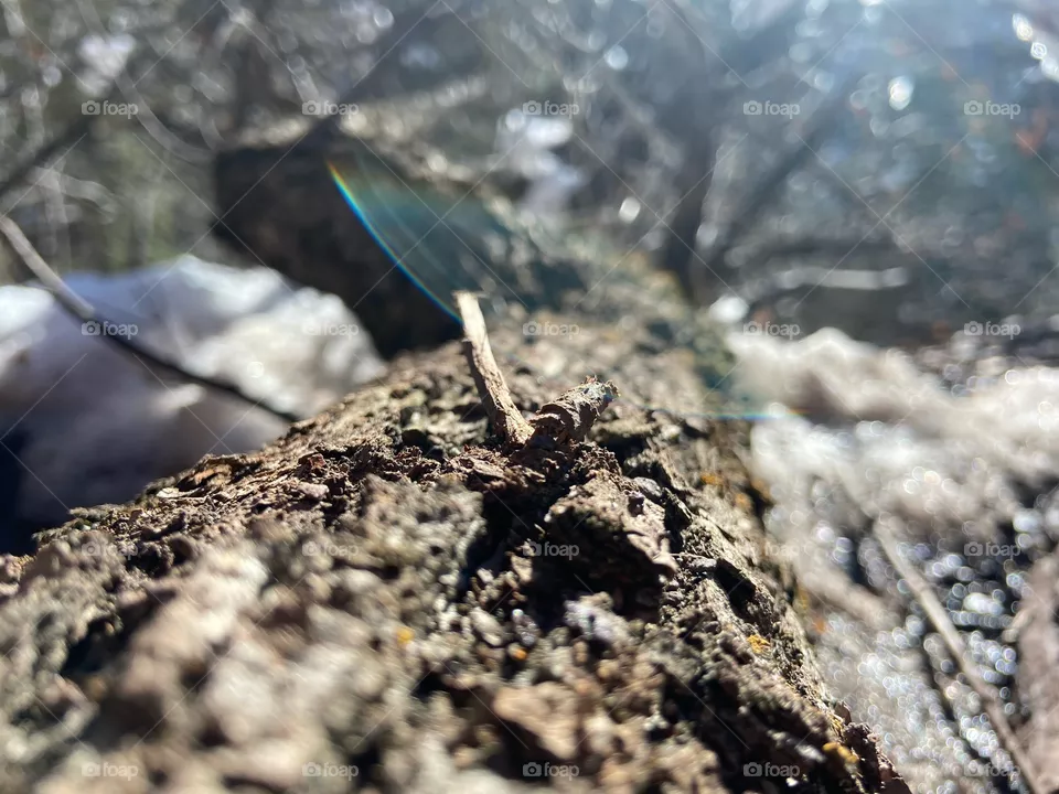 Log closeup