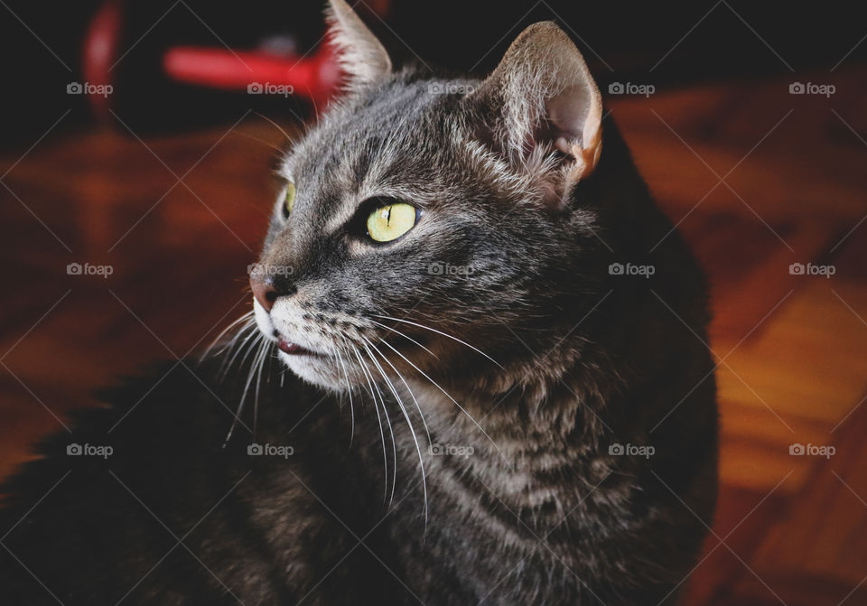 Portrait of a gray, tabby cat in the light