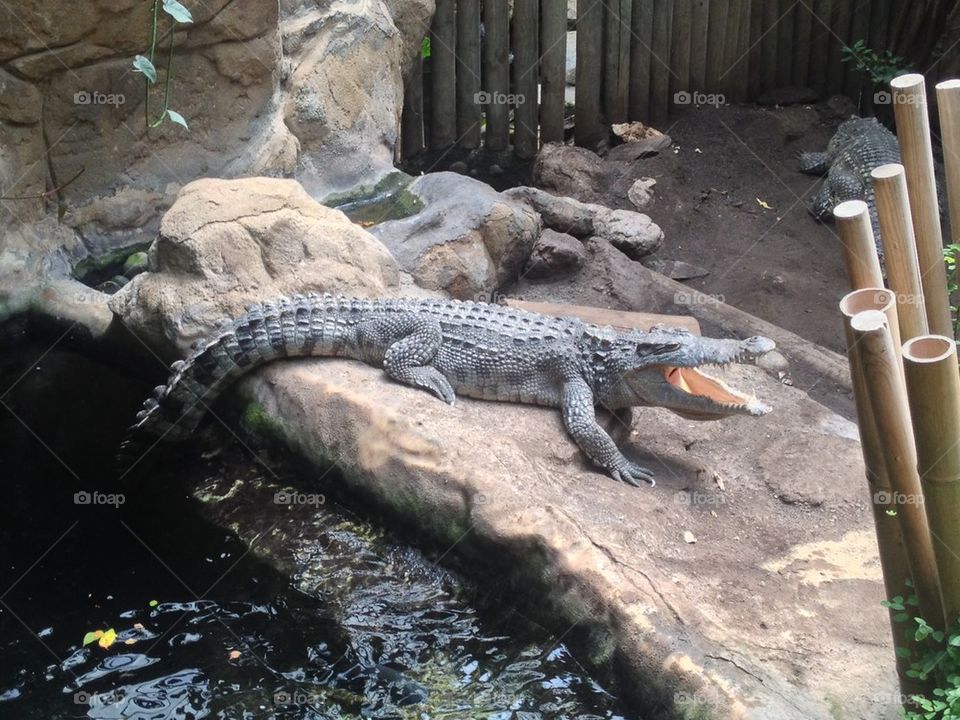 crocodile