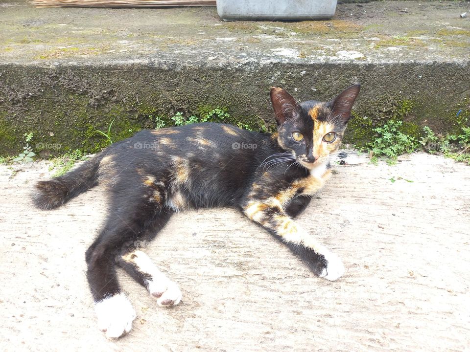 Striped cat with three beautiful colors