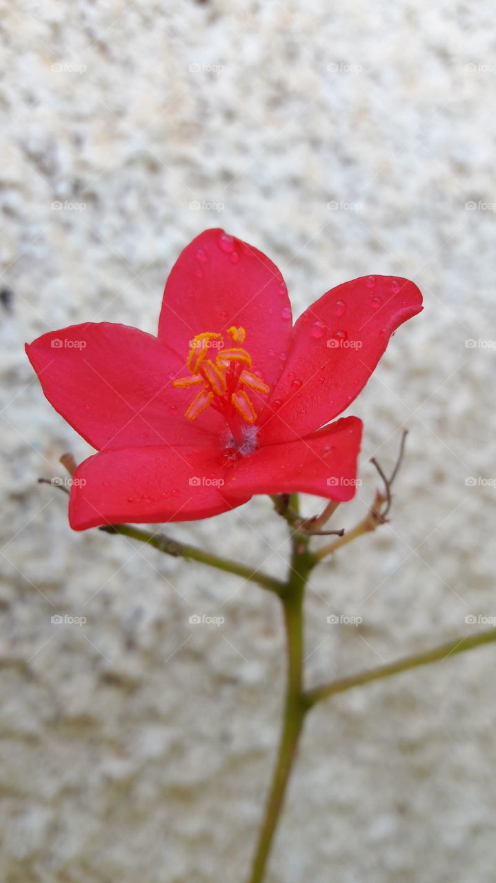 פרח