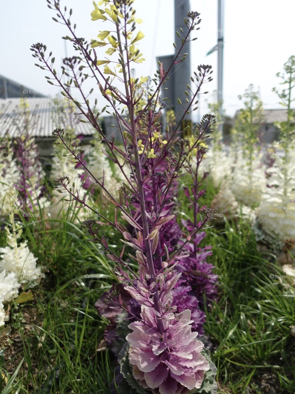 I found it on my way home