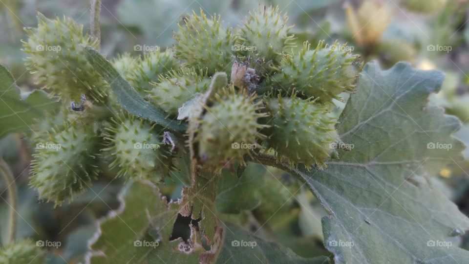 The Xanthium strumarium plant looks very similar to the common Burdock (Arctium minus). The main difference is that it is monoecious, with separate male and female flower heads, whereas the Burdock has perfect flowers.