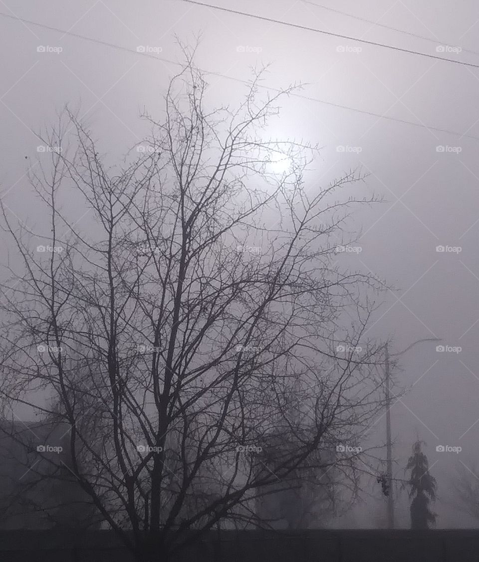 sun in fog