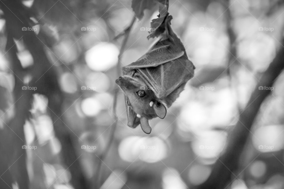bat hanging upside down in black and white