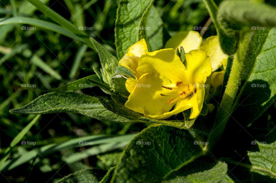 Yellow flower