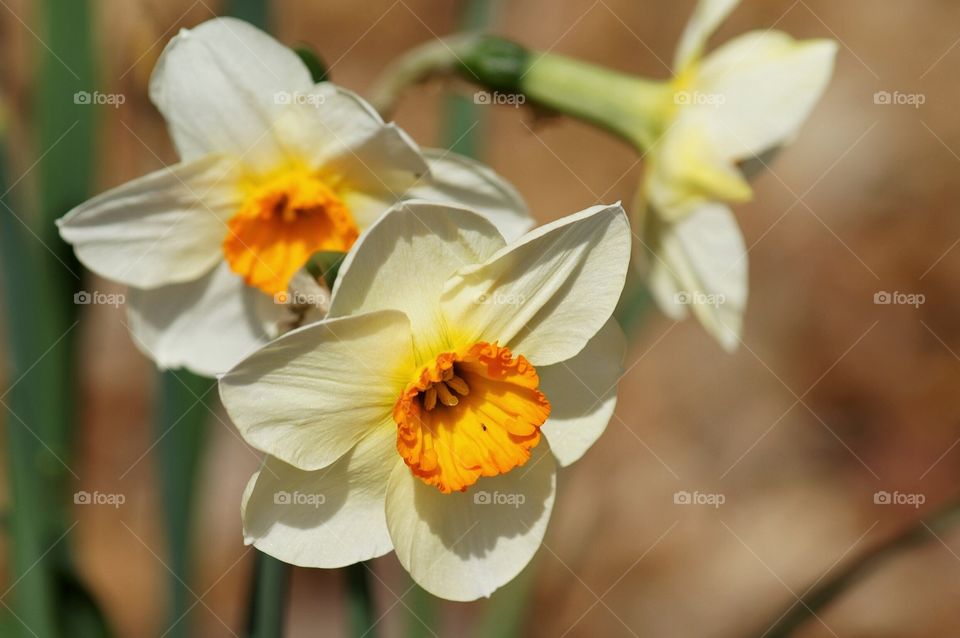 Lazy Daffodils 