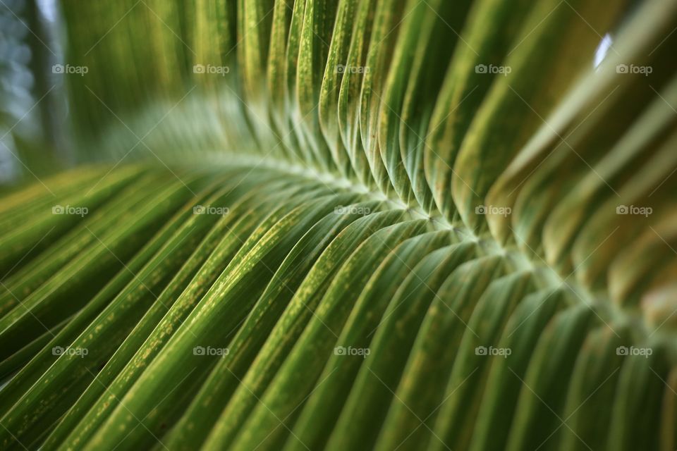 Leaf of palm