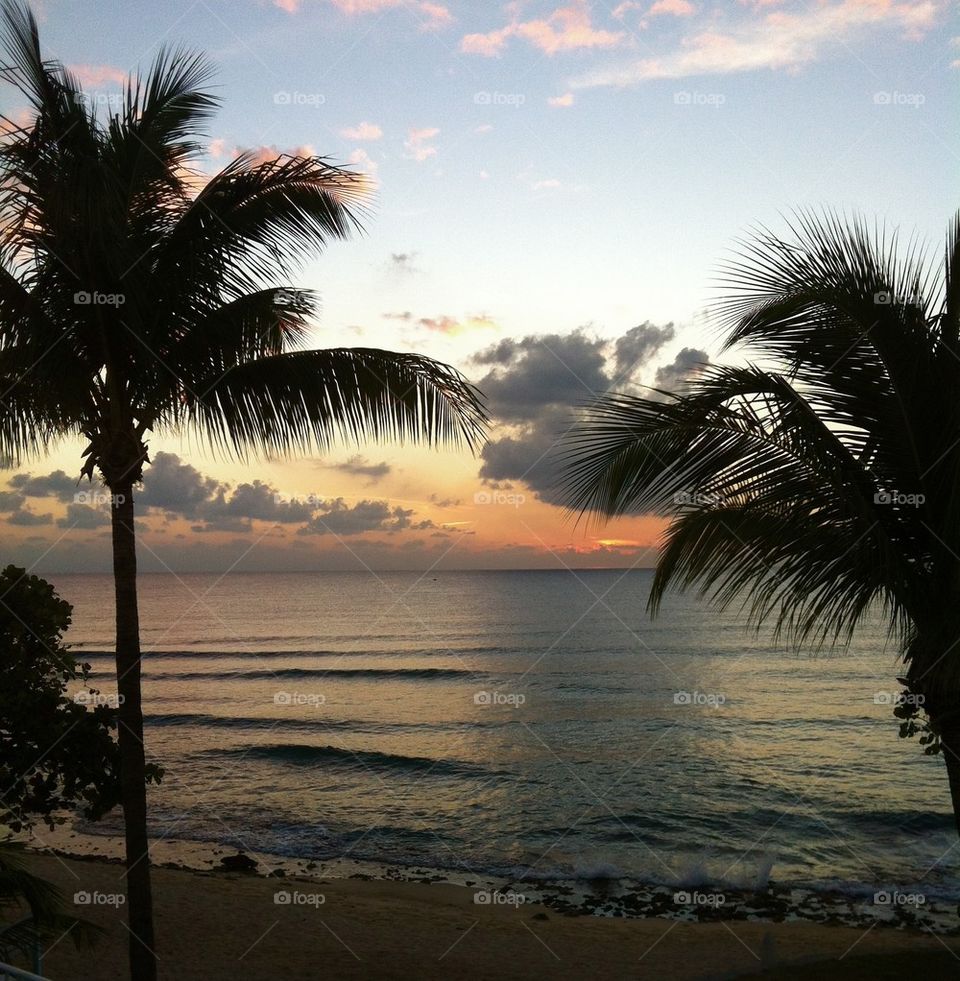 Sunset palms 