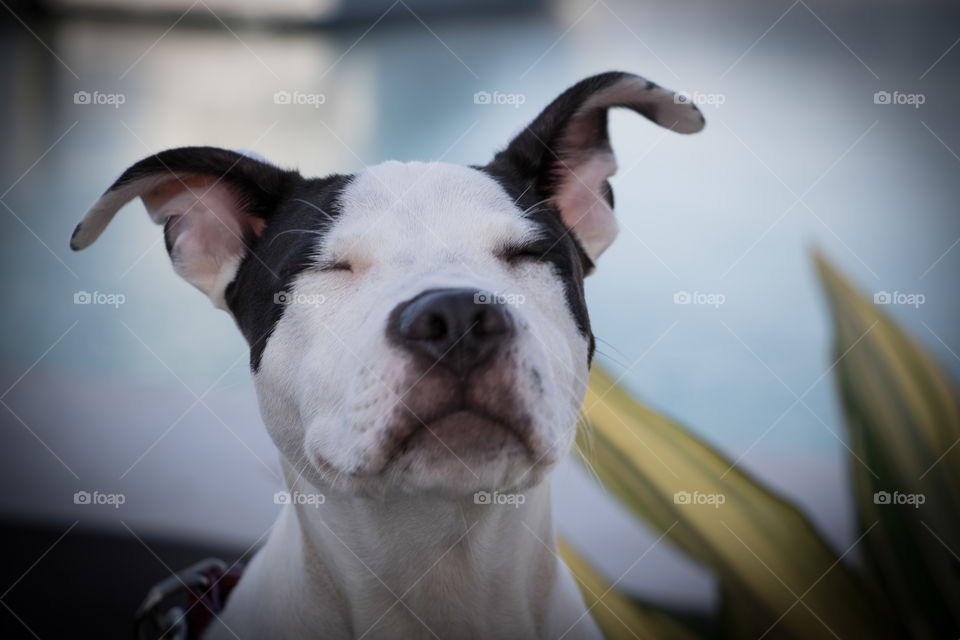 Lovely puppy smiling 