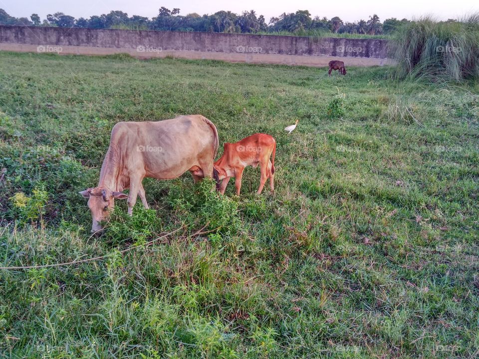 mother cow and child