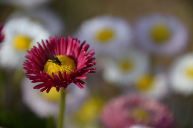Blume mit Fliege
