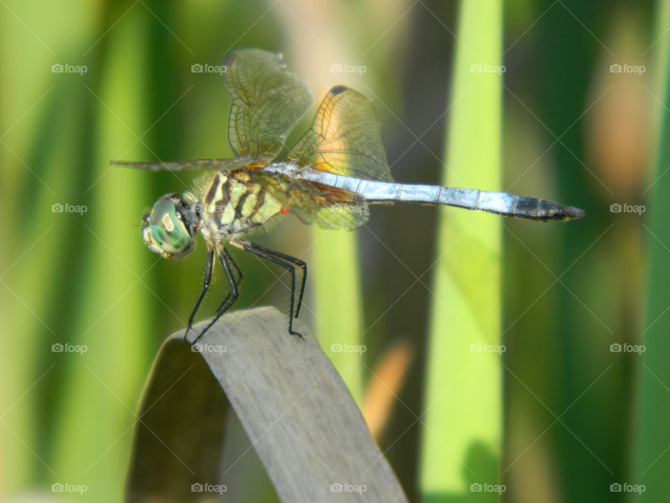 dragonfly profile