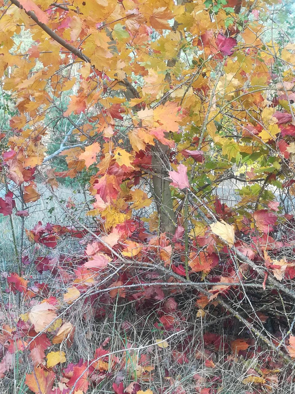 Baum Wald Herbst Laub bunt