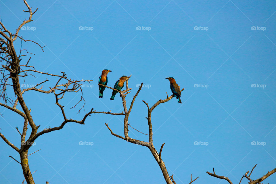 A meaningfull morning meet happened in the deep man made forest... Wonderfull time Indian roller.. #Indian rollerfly