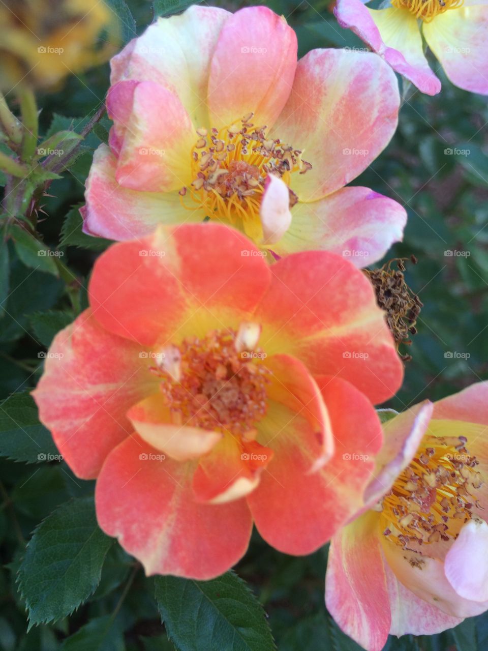 Rose closeup in bloom 