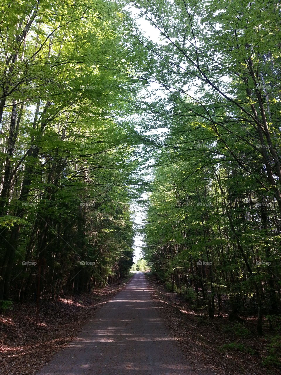 Forest road
