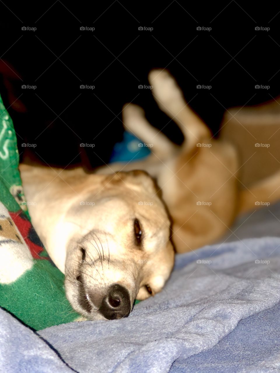 Hound dog lying on couch upside down