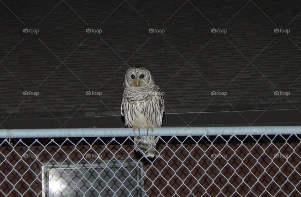owl on fence