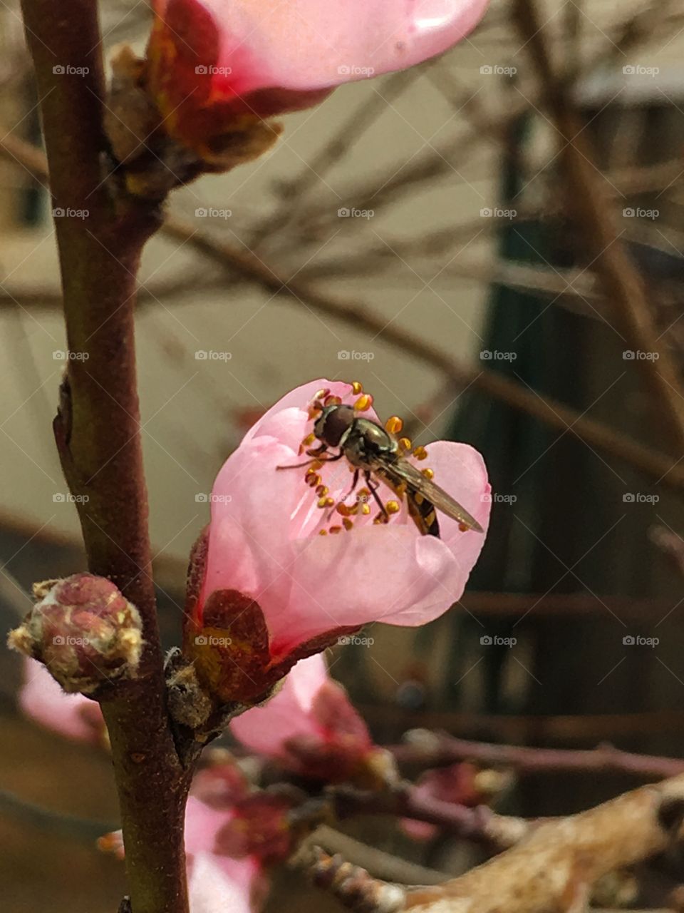 Bee collecting pollen from a pink nectarine fruit tree blossom I. Spring in Australia 