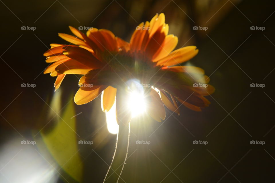 flower and sunlight