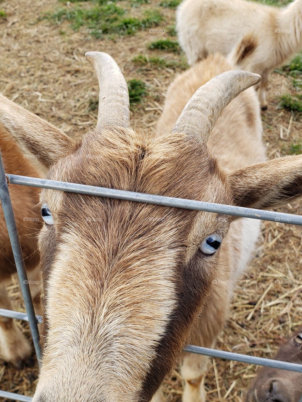 Blue eyed goat